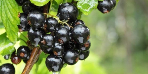 Kako skuvati petominutni džem od ribizle